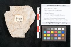 Foto (Objekt + Etikett) von Hypnum sagorianum Ettingshausen (NHMW-GEO-2024-0188-6742)